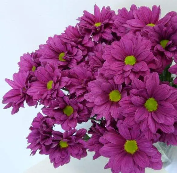 Хризантемы