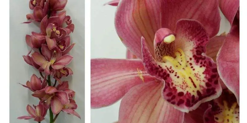 Цимбидиум Пинк