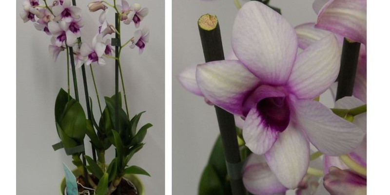 Дендробиум Свит Вайлет Д12