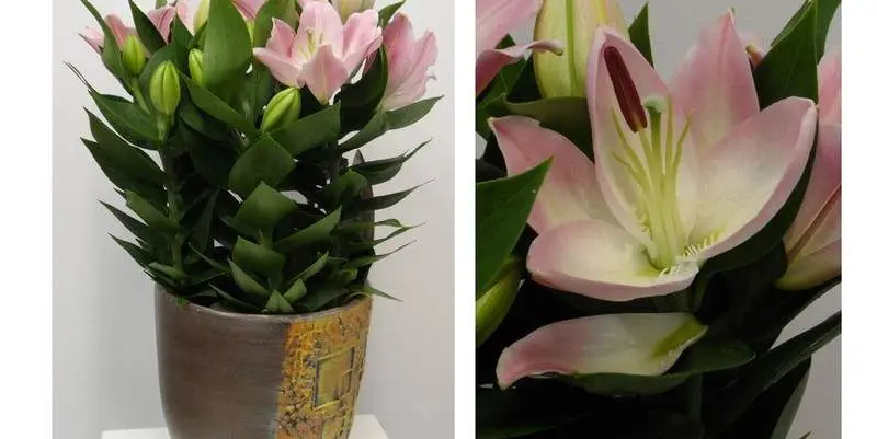 Лилия Ориенталис Раскал Д19 