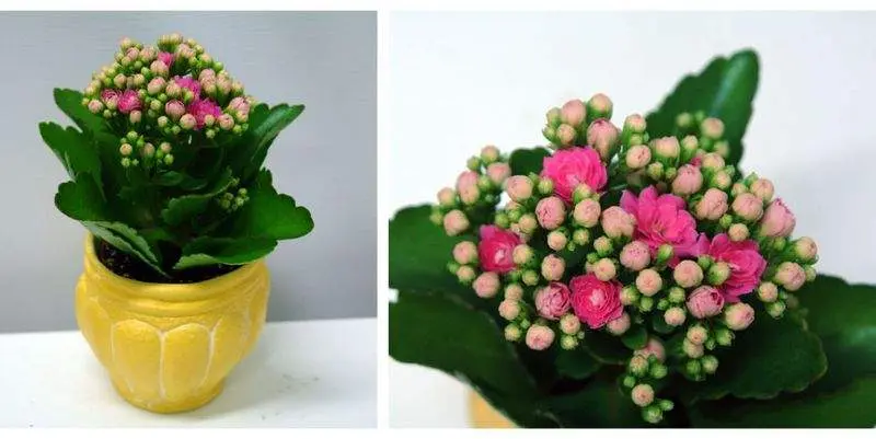 Каланхое Роял Дон Д7