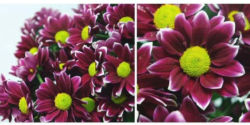 Хризантема Хейдар