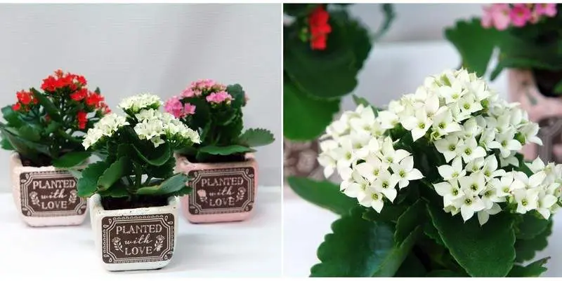 Каланхоэ (кашпо керамика) Д7 Н7