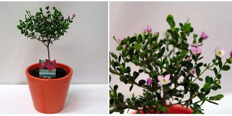 Брония Д10 Н20