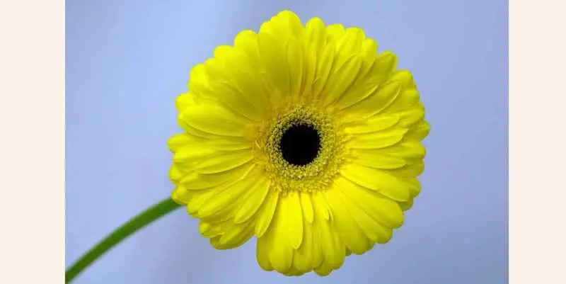 Гербера Голд Фаби